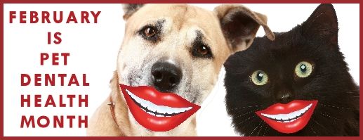 Boofys-Pet-Dental-Health-Month
